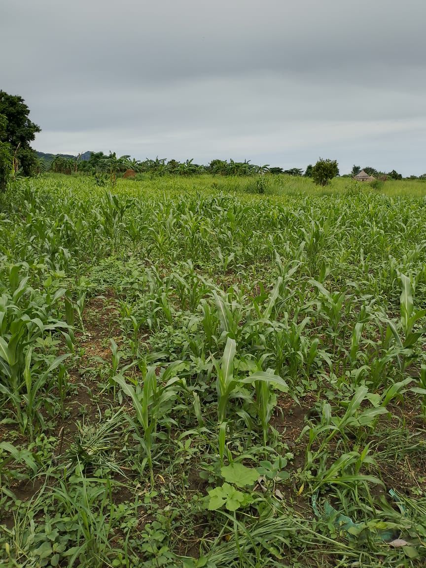 Asili Caring Hand field officer assessing a maize field alongside a community farmer in Napak District, Karamoja, 2023